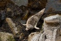 Seals relaxing on rocks near water Royalty Free Stock Photo