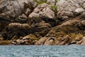 Seals relaxing on rocks near water Royalty Free Stock Photo