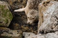 Seals relaxing on rocks near water Royalty Free Stock Photo