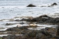 Seals rest and lay on the beach at Ytri Tunga in Iceland