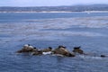 Seals rest on rocks near the shore of the sea bay Royalty Free Stock Photo