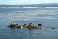 Seals rest on rocks near the shore Royalty Free Stock Photo