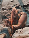 Seals Resting on Beach Royalty Free Stock Photo