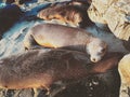 Seals Resting on Beach Royalty Free Stock Photo