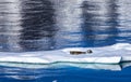 Seals resting on floating ice Royalty Free Stock Photo