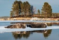 Seals resting on an ice floe. The bearded seal, also called the square flipper seal. Royalty Free Stock Photo