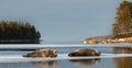 Seals resting on an ice floe. The bearded seal, also called the square flipper seal. Royalty Free Stock Photo