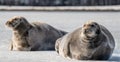 Seals resting on an ice floe. Royalty Free Stock Photo