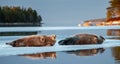 Seals resting on an ice floe in sunset light. Royalty Free Stock Photo