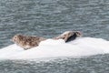 Seals Resting On Ice Royalty Free Stock Photo