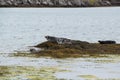 Seals resting on Island of algae, fjords, Iceland Royalty Free Stock Photo