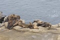 Seals resting on an ocean cliff Royalty Free Stock Photo