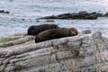 Seals resting on a rock Royalty Free Stock Photo