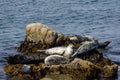 Seals resting on a rock in Monterey bay Royalty Free Stock Photo