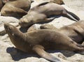 Seals Resting at the rocks