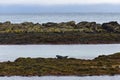 Seals resting on a rocks at the coast of fjord Royalty Free Stock Photo