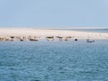 Seals resting on sand flats of Rif in tidal sea Waddensea, Netherlands