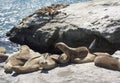 Seals resting on Santa Cruse rocks Royalty Free Stock Photo