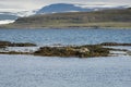 Seals resting on seaweeds at Westfjords peninsula, Vigur Island Royalty Free Stock Photo
