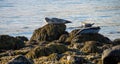 Seals resting in Iceland Royalty Free Stock Photo