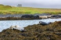 Seals resting in Ytri Tunga beach Royalty Free Stock Photo