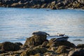 Seals resting in Ytri Tunga beach in Iceland Royalty Free Stock Photo