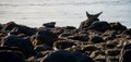 Seals resting in Ytri Tunga beach