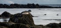 Seals resting in Ytri Tunga beach Royalty Free Stock Photo