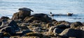 Seals resting in Ytri Tunga Royalty Free Stock Photo