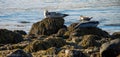 Seals resting in Ytri Tunga beach