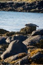 Seals resting in Ytri Tunga beach Royalty Free Stock Photo