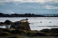 Seals resting in Ytri Tunga Royalty Free Stock Photo