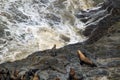 Seals on a rock ledge