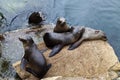 Five Seals On Rock Monterey Bay California Royalty Free Stock Photo