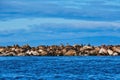 Seals on Rock Seawall