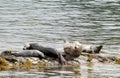 Seals on the rocks Royalty Free Stock Photo