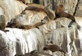 Seals on Rocks Royalty Free Stock Photo