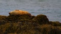Seals on rocky beach, Iceland Royalty Free Stock Photo