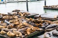 Seals on the San Franscisco california cost at Pier 39 Royalty Free Stock Photo