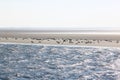 Seals upon sandbank between Terschelling and Ameland Royalty Free Stock Photo