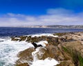 Seals On Sandiego Shore Line Royalty Free Stock Photo