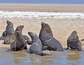 Seals on the Sceleton Coast Royalty Free Stock Photo