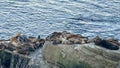 Seals and Sea Lion at the Children's Pool Beach, La Jolla Cove, CA