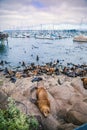 Seals and sea lions bask along the shores of Monterey in California Royalty Free Stock Photo