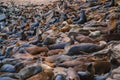 Seals and sea lions bask along the shores of Monterey in California Royalty Free Stock Photo