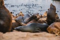 Seals and sea lions bask along the shores of Monterey in California Royalty Free Stock Photo