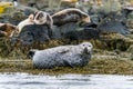 Seals, sea lions sunbathing in Ytri Tunga beach in Snaefellsnes Peninsula in West Iceland Royalty Free Stock Photo