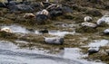 Seals, sea lions sunbathing in Ytri Tunga beach in Snaefellsnes Peninsula in West Iceland Royalty Free Stock Photo