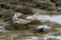 Seals, sea lions sunbathing in Ytri Tunga beach in Snaefellsnes Peninsula in West Iceland Royalty Free Stock Photo