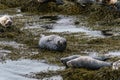 Seals, sea lions sunbathing in Ytri Tunga beach in Snaefellsnes Peninsula in West Iceland Royalty Free Stock Photo